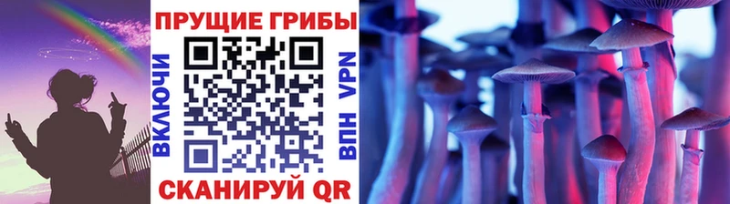 даркнет наркотические препараты  Одинцово  Псилоцибиновые грибы Psilocybine cubensis  что такое  
